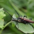 Musk Beetle - Aromia moschata  | Fotografijos autorius : Valdimantas Grigonis | © Macronature.eu | Macro photography web site