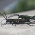 Musk Beetle - Aromia moschata | Fotografijos autorius : Vytautas Gluoksnis | © Macronature.eu | Macro photography web site