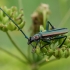 Musk Beetle - Aromia moschata | Fotografijos autorius : Dalia Račkauskaitė | © Macronature.eu | Macro photography web site
