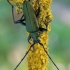 Musk Beetle - Aromia moschata | Fotografijos autorius : Gintautas Steiblys | © Macronature.eu | Macro photography web site