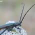 Musk Beetle - Aromia moschata | Fotografijos autorius : Gediminas Gražulevičius | © Macronature.eu | Macro photography web site