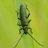 Musk Beetle - Aromia moschata | Fotografijos autorius : Deividas Makavičius | © Macronature.eu | Macro photography web site