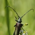 Musk Beetle - Aromia moschata | Fotografijos autorius : Kęstutis Obelevičius | © Macronature.eu | Macro photography web site