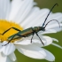 Musk beetle | Aromia moschata | Fotografijos autorius : Darius Baužys | © Macronature.eu | Macro photography web site