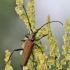 Muskusinis kvapūnas - Aromia moschata | Fotografijos autorius : Agnė Našlėnienė | © Macrogamta.lt | Šis tinklapis priklauso bendruomenei kuri domisi makro fotografija ir fotografuoja gyvąjį makro pasaulį.