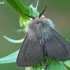 Muslin moth  - Diaphora mendica, male  | Fotografijos autorius : Gintautas Steiblys | © Macronature.eu | Macro photography web site