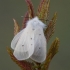 Pilkoji meškutė - Diaphora mendica ♀ | Fotografijos autorius : Žilvinas Pūtys | © Macronature.eu | Macro photography web site