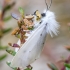Muslin moth - Diaphora mendica, female | Fotografijos autorius : Kazimieras Martinaitis | © Macronature.eu | Macro photography web site