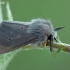 Muslin moth - Diaphora mendica, male | Fotografijos autorius : Gintautas Steiblys | © Macronature.eu | Macro photography web site