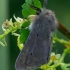 Muslin moth - Diaphora mendica | Fotografijos autorius : Romas Ferenca | © Macronature.eu | Macro photography web site