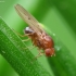 Vaisinė muselė - Drosophila sp. | Fotografijos autorius : Vidas Brazauskas | © Macrogamta.lt | Šis tinklapis priklauso bendruomenei kuri domisi makro fotografija ir fotografuoja gyvąjį makro pasaulį.
