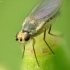 Musytė | Fotografijos autorius : Vidas Brazauskas | © Macrogamta.lt | Šis tinklapis priklauso bendruomenei kuri domisi makro fotografija ir fotografuoja gyvąjį makro pasaulį.