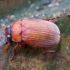 Naktinis grambuoliukas - Serica brunnea | Fotografijos autorius : Romas Ferenca | © Macrogamta.lt | Šis tinklapis priklauso bendruomenei kuri domisi makro fotografija ir fotografuoja gyvąjį makro pasaulį.