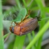 Naktinis grambuoliukas - Serica brunnea | Fotografijos autorius : Romas Ferenca | © Macrogamta.lt | Šis tinklapis priklauso bendruomenei kuri domisi makro fotografija ir fotografuoja gyvąjį makro pasaulį.