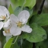 Naminė obelis - Malus domestica | Fotografijos autorius : Gintautas Steiblys | © Macrogamta.lt | Šis tinklapis priklauso bendruomenei kuri domisi makro fotografija ir fotografuoja gyvąjį makro pasaulį.