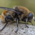 Žiedmusė - Merodon equestris ♂ | Fotografijos autorius : Žilvinas Pūtys | © Macronature.eu | Macro photography web site