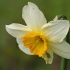 Nuostabusis narcizas - Narcissus × incomparabilis | Fotografijos autorius : Gintautas Steiblys | © Macrogamta.lt | Šis tinklapis priklauso bendruomenei kuri domisi makro fotografija ir fotografuoja gyvąjį makro pasaulį.