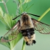 Narrow-bordered Bee Hawkmoth - Hemaris tityus  | Fotografijos autorius : Arūnas Eismantas | © Macronature.eu | Macro photography web site