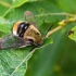 Narrow-bordered Bee Hawkmoth - Hemaris tityus | Fotografijos autorius : Oskaras Venckus | © Macronature.eu | Macro photography web site
