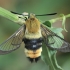 Narrow-bordered Bee Hawkmoth - Hemaris tityus | Fotografijos autorius : Gintautas Steiblys | © Macronature.eu | Macro photography web site