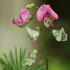 Narrow-leaved Everlasting-pea - Lathyrus sylvestris | Fotografijos autorius : Vidas Brazauskas | © Macronature.eu | Macro photography web site