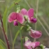 Narrow-leaved Everlasting-pea - Lathyrus sylvestris | Fotografijos autorius : Vytautas Gluoksnis | © Macronature.eu | Macro photography web site