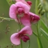 Narrow-leaved Everlasting-pea - Lathyrus sylvestris | Fotografijos autorius : Gintautas Steiblys | © Macronature.eu | Macro photography web site