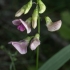 Miškinis pelėžirnis - Lathyrus sylvestris | Fotografijos autorius : Žilvinas Pūtys | © Macronature.eu | Macro photography web site