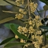 Narrow-leaved mock privet - Phillyrea angustifolia | Fotografijos autorius : Nomeda Vėlavičienė | © Macronature.eu | Macro photography web site