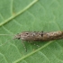 Rudoji šydinė kandis - Ypsolopha horridella | Fotografijos autorius : Vidas Brazauskas | © Macrogamta.lt | Šis tinklapis priklauso bendruomenei kuri domisi makro fotografija ir fotografuoja gyvąjį makro pasaulį.