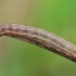 Nežinomas vikšras | Fotografijos autorius : Gintautas Steiblys | © Macrogamta.lt | Šis tinklapis priklauso bendruomenei kuri domisi makro fotografija ir fotografuoja gyvąjį makro pasaulį.