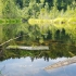 Negyvasis (Gervių) ežeras | Fotografijos autorius : Gintautas Steiblys | © Macrogamta.lt | Šis tinklapis priklauso bendruomenei kuri domisi makro fotografija ir fotografuoja gyvąjį makro pasaulį.