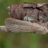 Nendrinis medgręžis - Phragmataecia castaneae ♂ | Fotografijos autorius : Žilvinas Pūtys | © Macrogamta.lt | Šis tinklapis priklauso bendruomenei kuri domisi makro fotografija ir fotografuoja gyvąjį makro pasaulį.