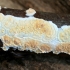 Netted crust - Byssomerulius corium  | Fotografijos autorius : Ramunė Vakarė | © Macronature.eu | Macro photography web site