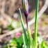 Tinklinis vilkdalgis | Iris reticulata | Fotografijos autorius : Darius Baužys | © Macronature.eu | Macro photography web site