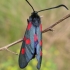 New Forest Burnet - Zygaena viciae | Fotografijos autorius : Nomeda Vėlavičienė | © Macronature.eu | Macro photography web site