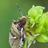 Baltataškė skydblakė - Eysarcoris aeneus  | Fotografijos autorius : Gintautas Steiblys | © Macronature.eu | Macro photography web site