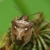 New Forest Shieldbug - Eysarcoris aeneus | Fotografijos autorius : Vidas Brazauskas | © Macronature.eu | Macro photography web site