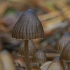 Nitrous Bonnet - Mycena leptocephala ? | Fotografijos autorius : Gintautas Steiblys | © Macronature.eu | Macro photography web site