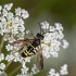Pjūklelis - Tenthredo vespa  | Fotografijos autorius : Zita Gasiūnaitė | © Macronature.eu | Macro photography web site