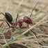 Nodal desert ant - Cataglyphis nodus | Fotografijos autorius : Gintautas Steiblys | © Macronature.eu | Macro photography web site