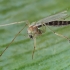 Non-biting midge - Chironomini | Fotografijos autorius : Gintautas Steiblys | © Macronature.eu | Macro photography web site