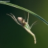 Non-biting midge - Chironomini | Fotografijos autorius : Žilvinas Pūtys | © Macronature.eu | Macro photography web site