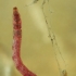 Non-biting midge - Chironomus sp., larva | Fotografijos autorius : Gintautas Steiblys | © Macronature.eu | Macro photography web site