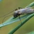 Non-biting midge | Fotografijos autorius : Gintautas Steiblys | © Macronature.eu | Macro photography web site