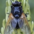 Noon Fly - Mesembrina meridiana ♀ | Fotografijos autorius : Žilvinas Pūtys | © Macronature.eu | Macro photography web site