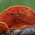 Northern Cinnabar Polypore - Trametes cinnabarina (obverse) | Fotografijos autorius : Deividas Makavičius | © Macronature.eu | Macro photography web site