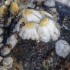 Jūrų gilė - Semibalanus balanoides | Fotografijos autorius : Gintautas Steiblys | © Macronature.eu | Macro photography web site