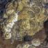 Northern acorn barnacle - Semibalanus balanoides | Fotografijos autorius : Gintautas Steiblys | © Macronature.eu | Macro photography web site