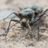 Baltalūpis šoklys - Cicindela hybrida  | Fotografijos autorius : Oskaras Venckus | © Macronature.eu | Macro photography web site